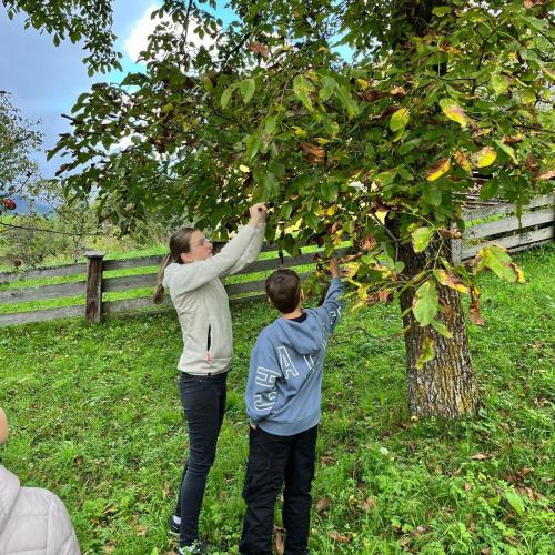 Beim Pflücken der Äpfel