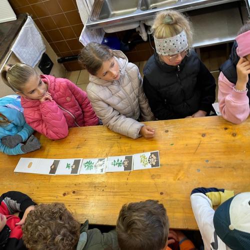 So wächst die Kartoffel